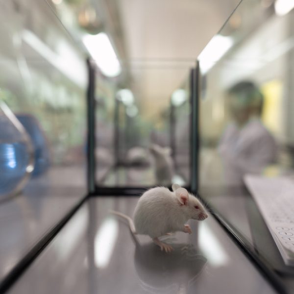 White mouse sitting inside glass container standing between tubes and documents in scientific laboratory